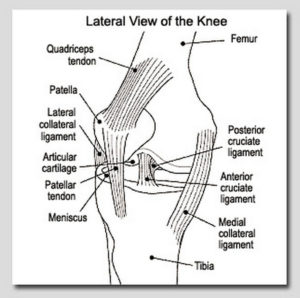 Knee Pain