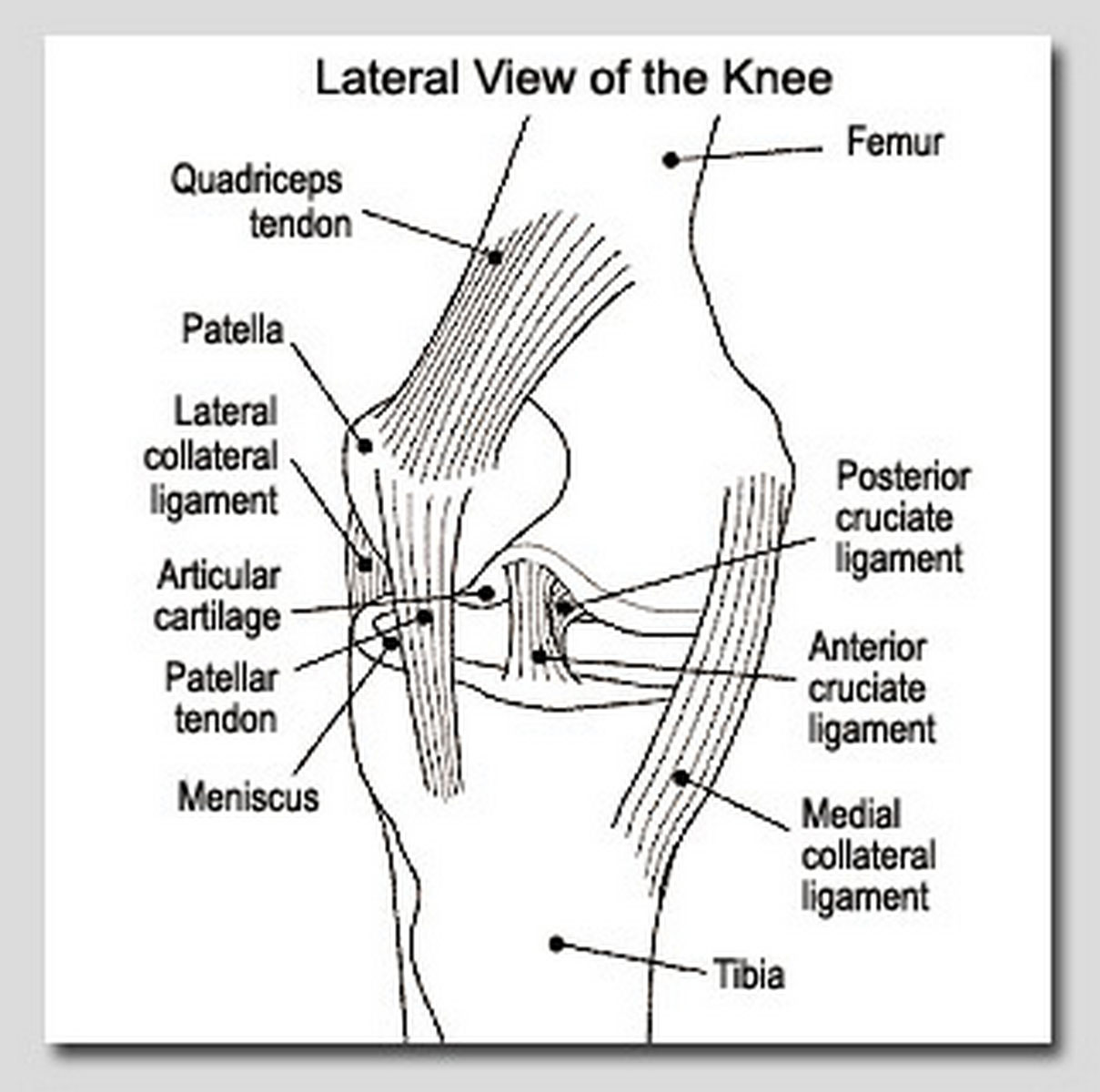 Knee Pain | Longwood Rehabilitative Services